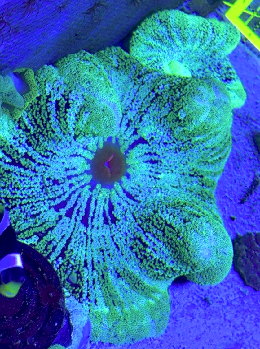 Striped Carpet Anemone (Haddoni) SCA121001 WYSIWYG Size: XL 6" to 8"