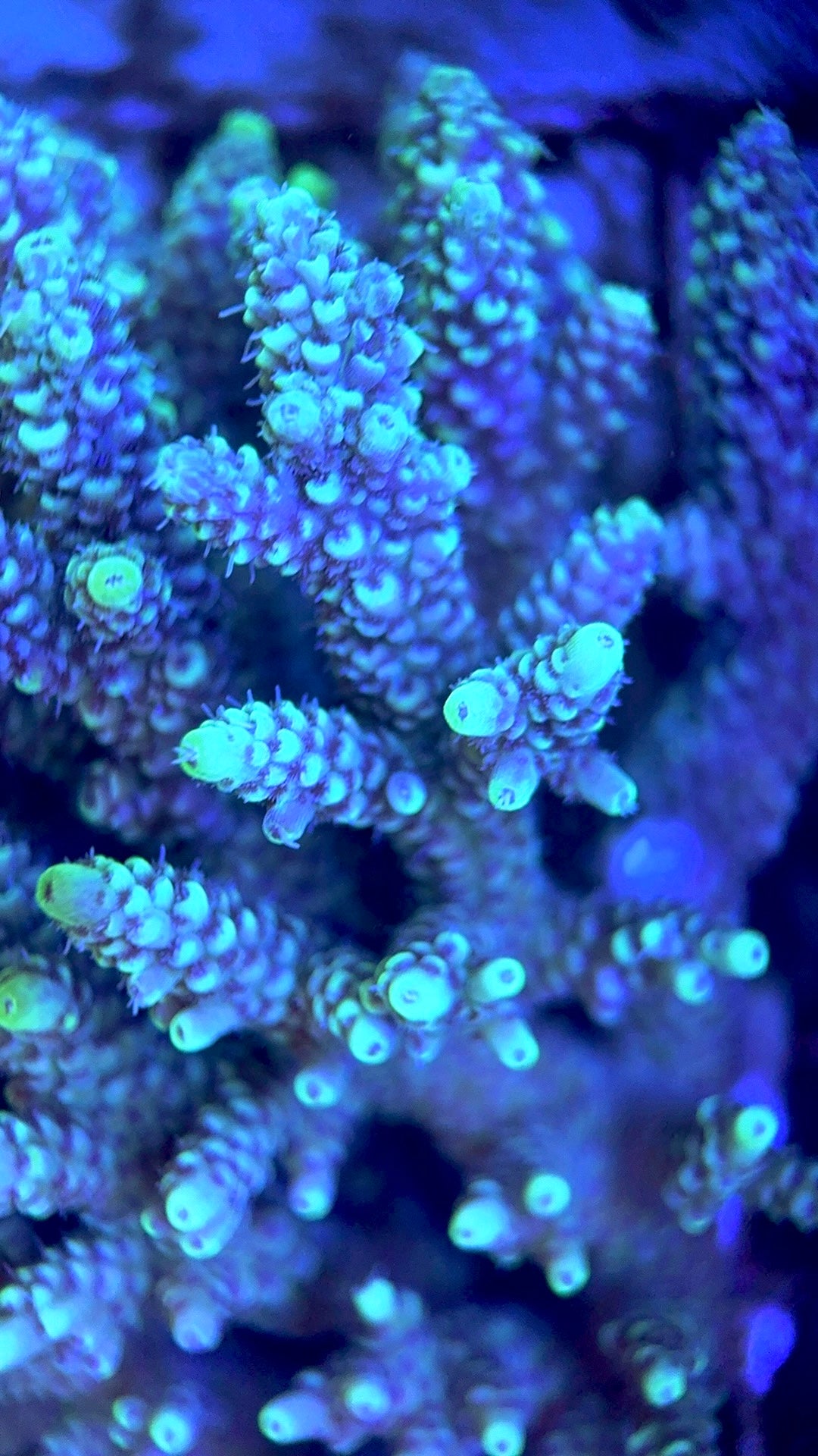 Acropora Millepora Mother Colony AMMC112114 WYSIWYG Size: L 7.5" x W 3.5" approx