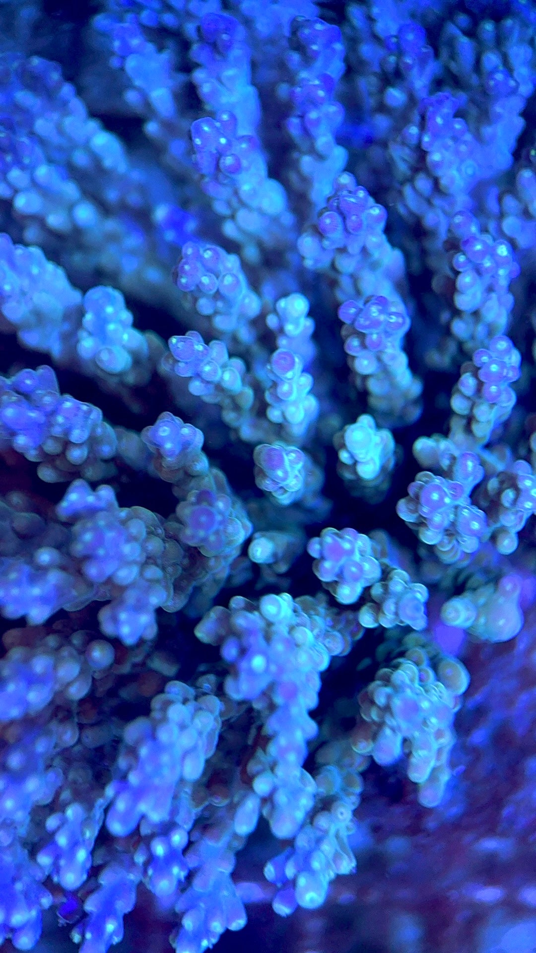 Acropora Millepora Mother Colony AMMC112115 WYSIWYG Size: L 5" x W 3.5" approx