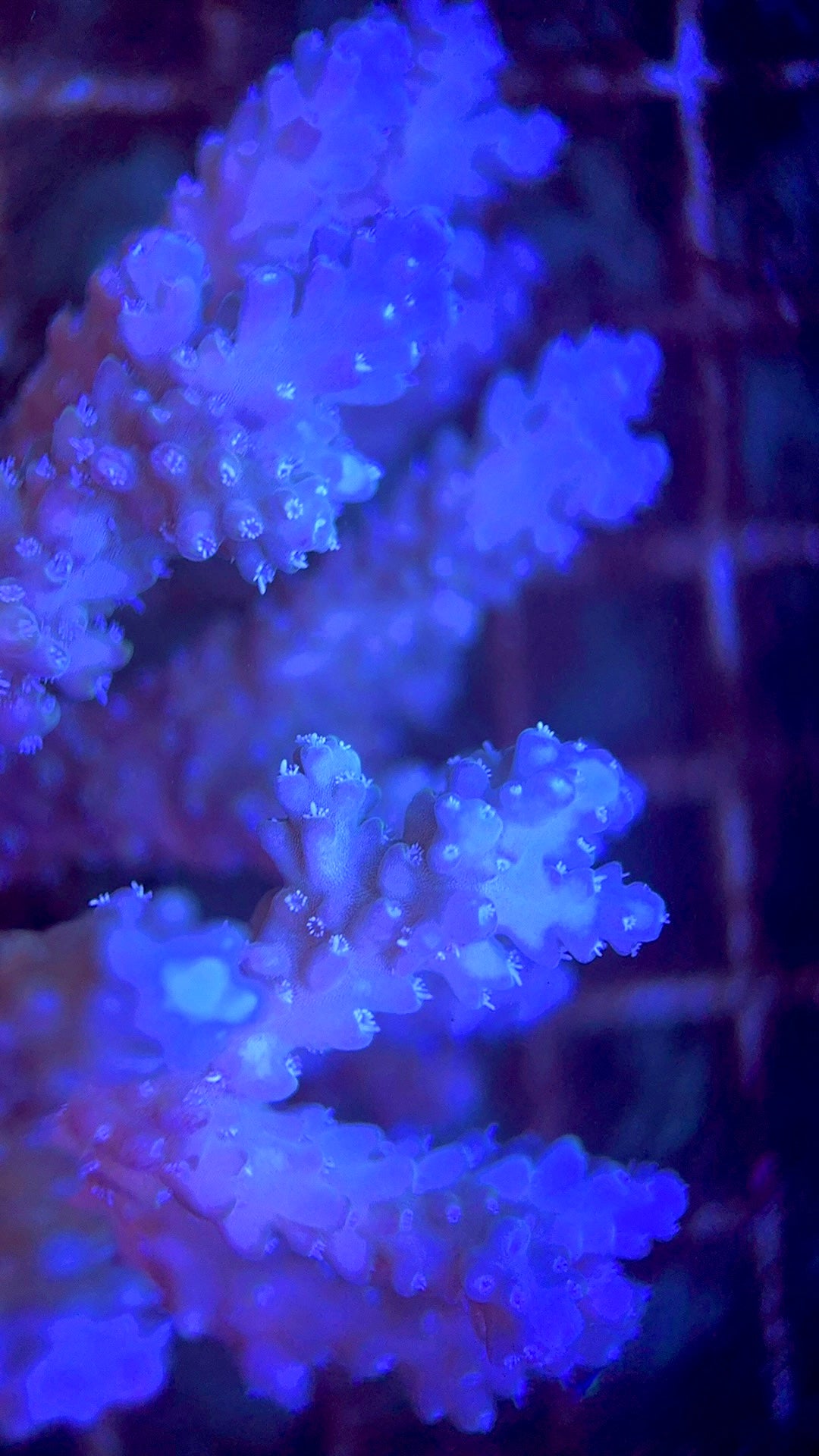 Acropora Millepora Mother Colony AMMC112116 WYSIWYG Size: L 6" x W 4" approx