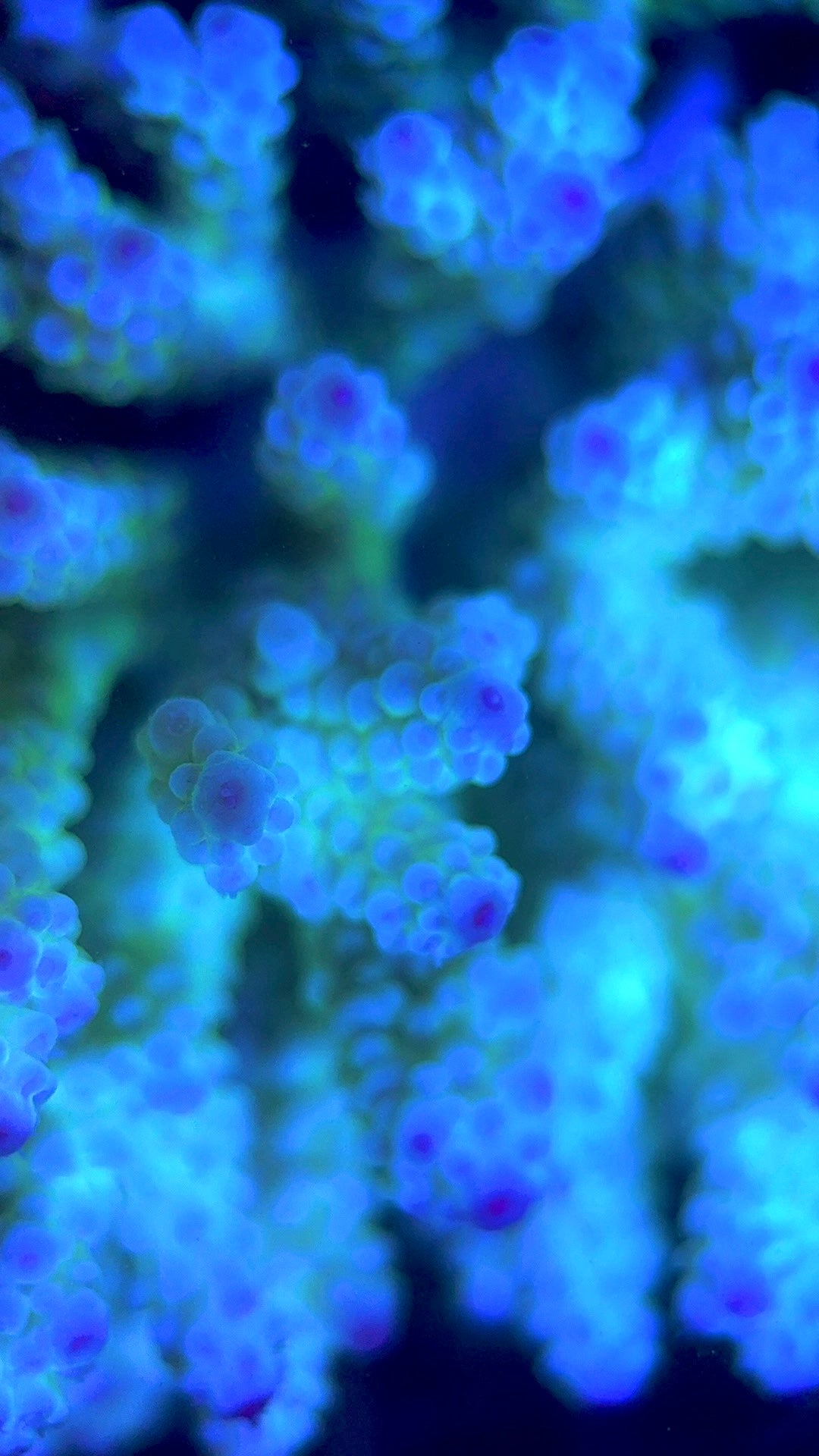 Acropora Millepora Mother Colony AMMC112110 WYSIWYG Size: L 4.5" x W 4" approx