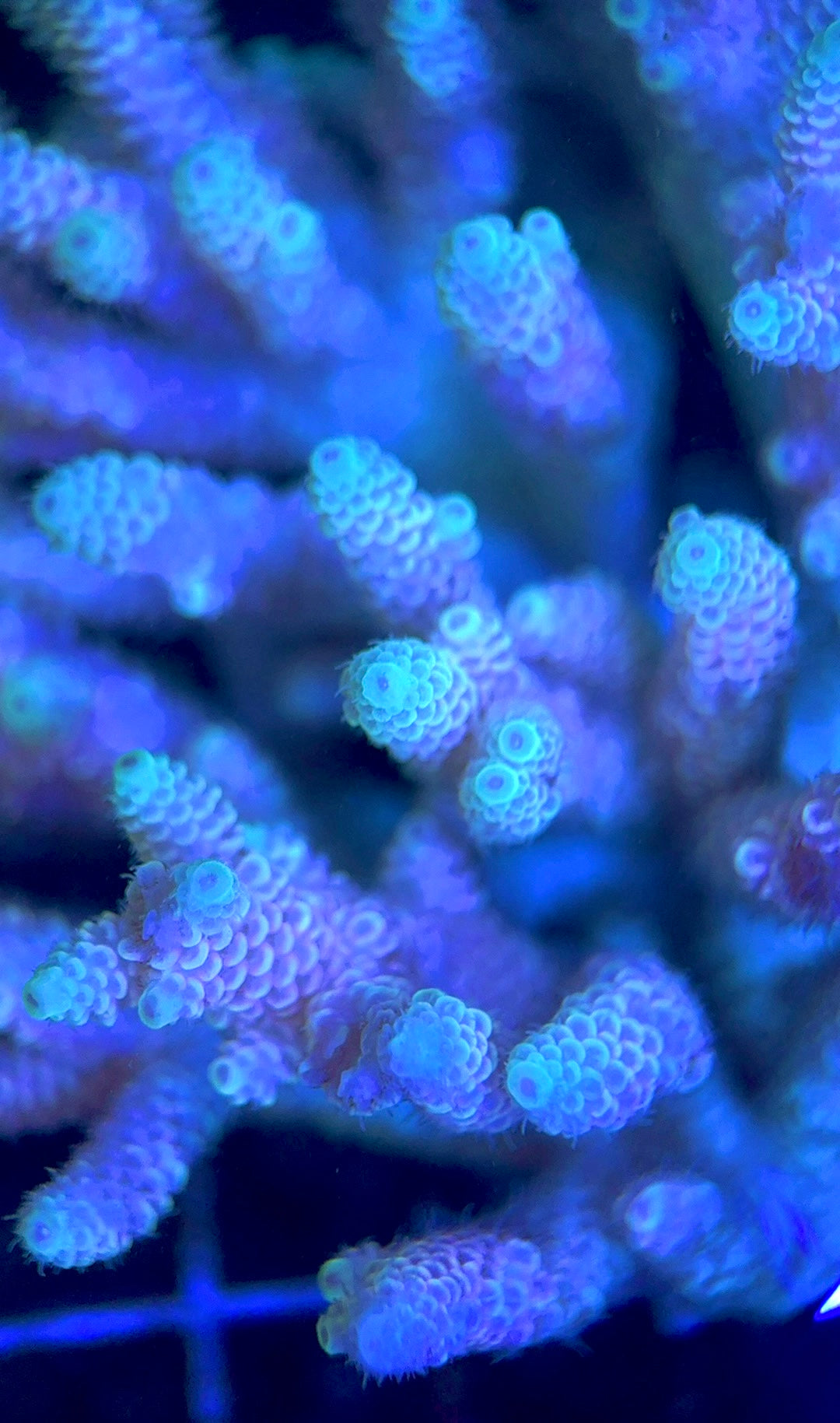 Acropora Millepora Mother Colony AMMC112112 WYSIWYG Size: L 4.5" x W 4.5" approx
