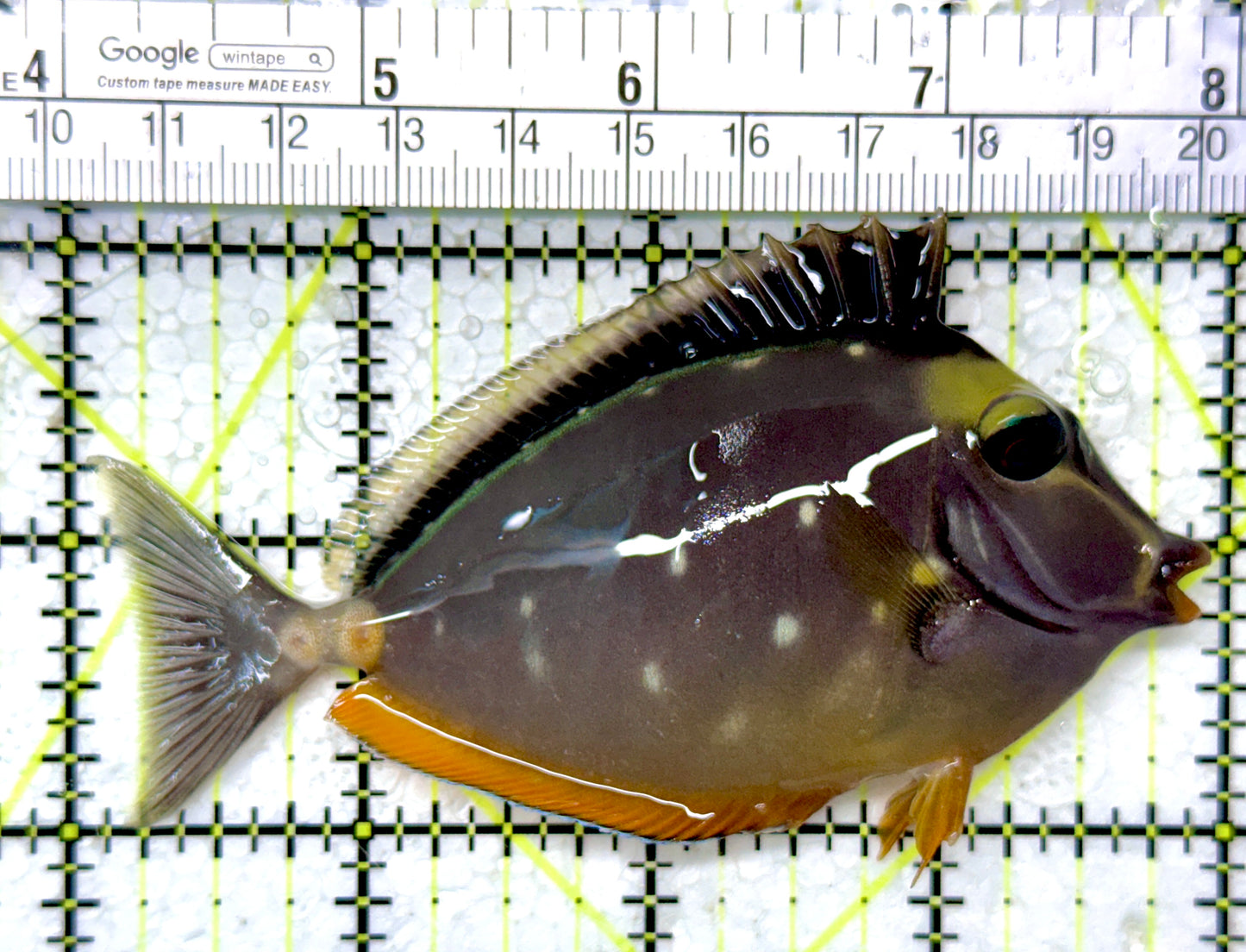Naso Tang NT121403 WYSIWYG Size: M 3.75"