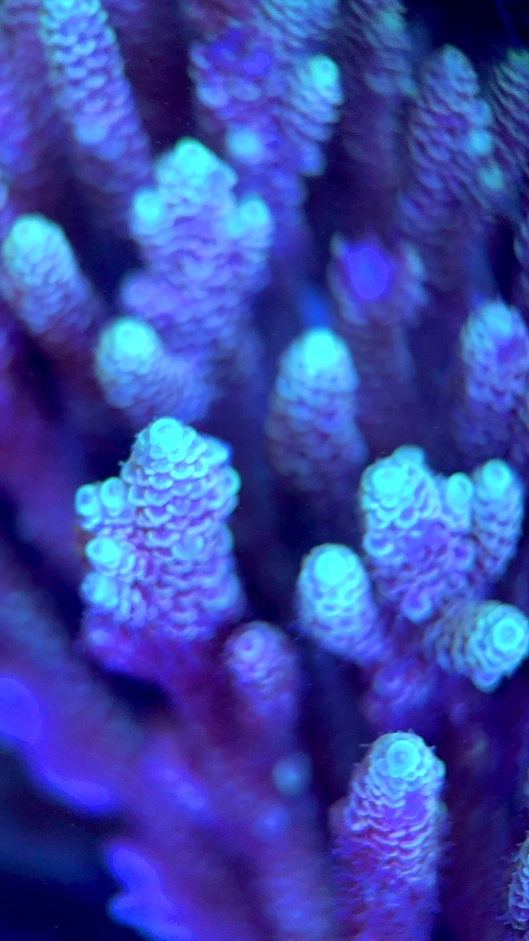 Acropora Millepora Mother Colony AMMC112109 WYSIWYG Size: L 4.5" x W 3.75" approx