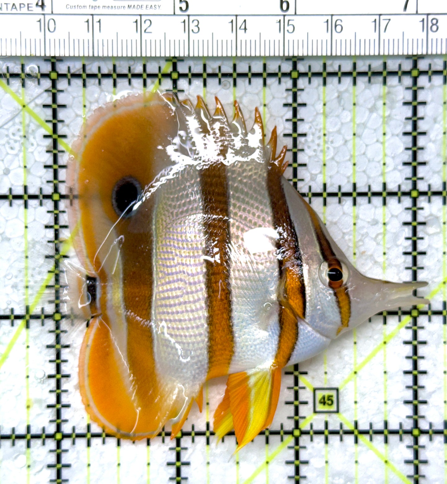 Copperband Butterflyfish CB121401 WYSIWYG Size: L 3.5"