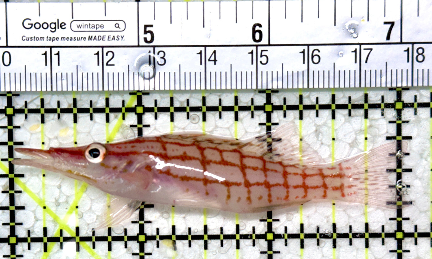 Longnose Hawkfish LH121402 WYSIWYG Size: XL 3.25"