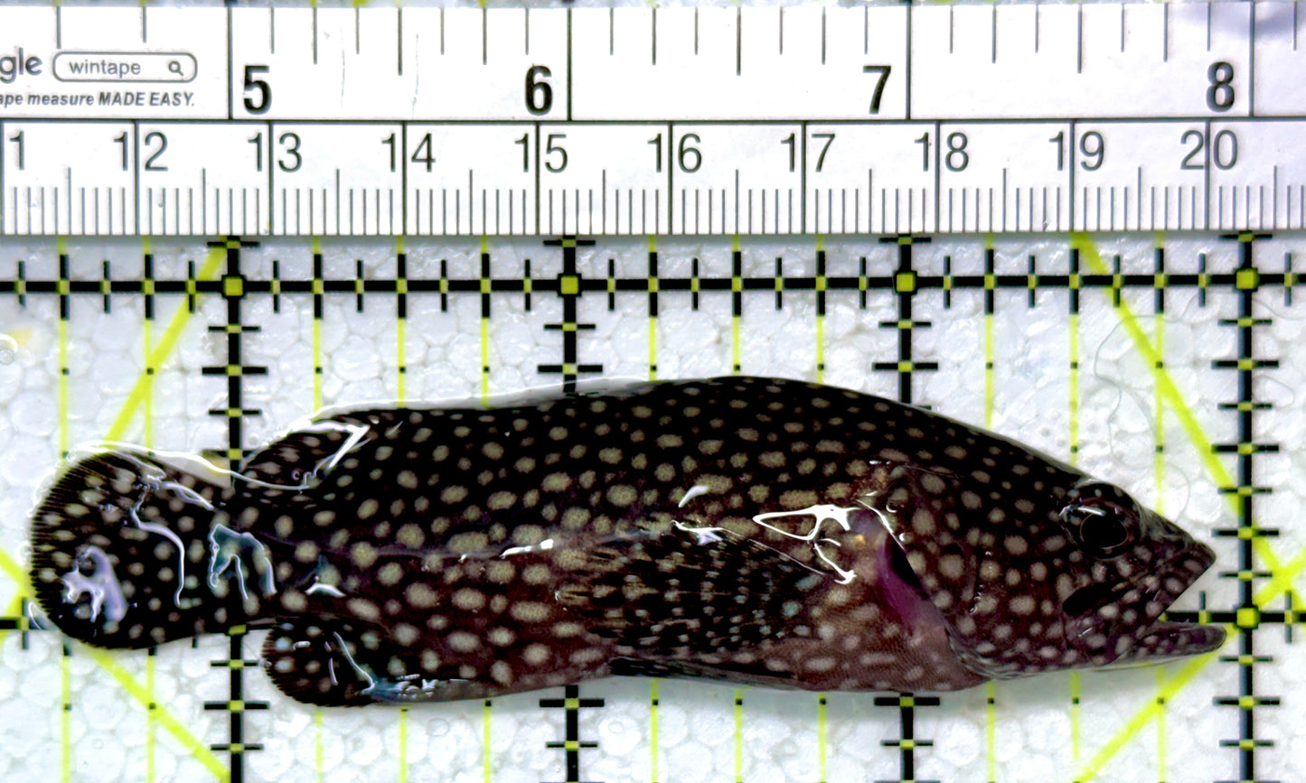 White Spotted Grouper WSG121401 WYSIWYG Size: 3.5"