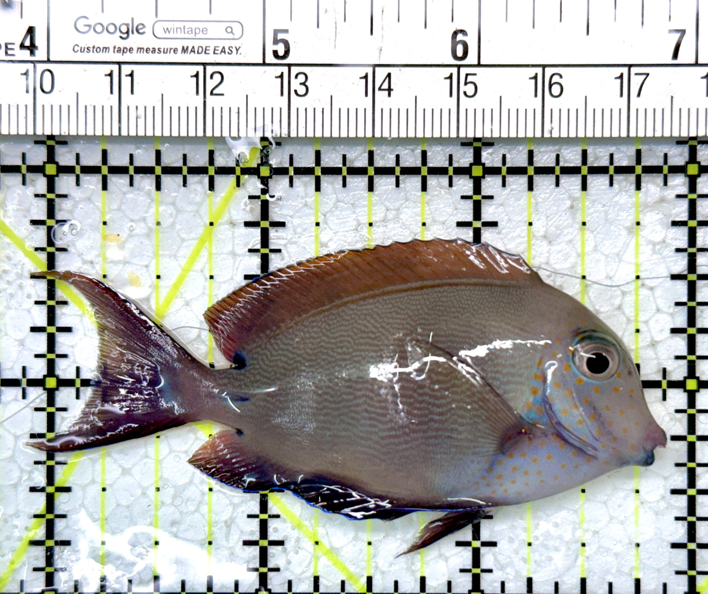 Lavender Tang LT121404 WYSIWYG Size: SM 3"