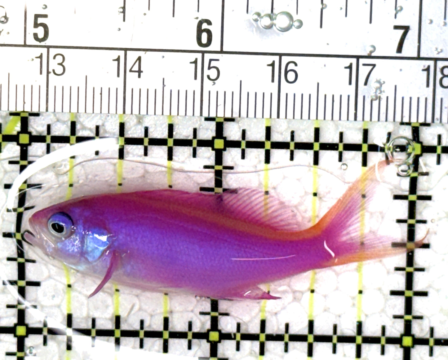 Purple Queen Anthias (Cebu) PQA121501 WYSIWYG Size: M 2" approx
