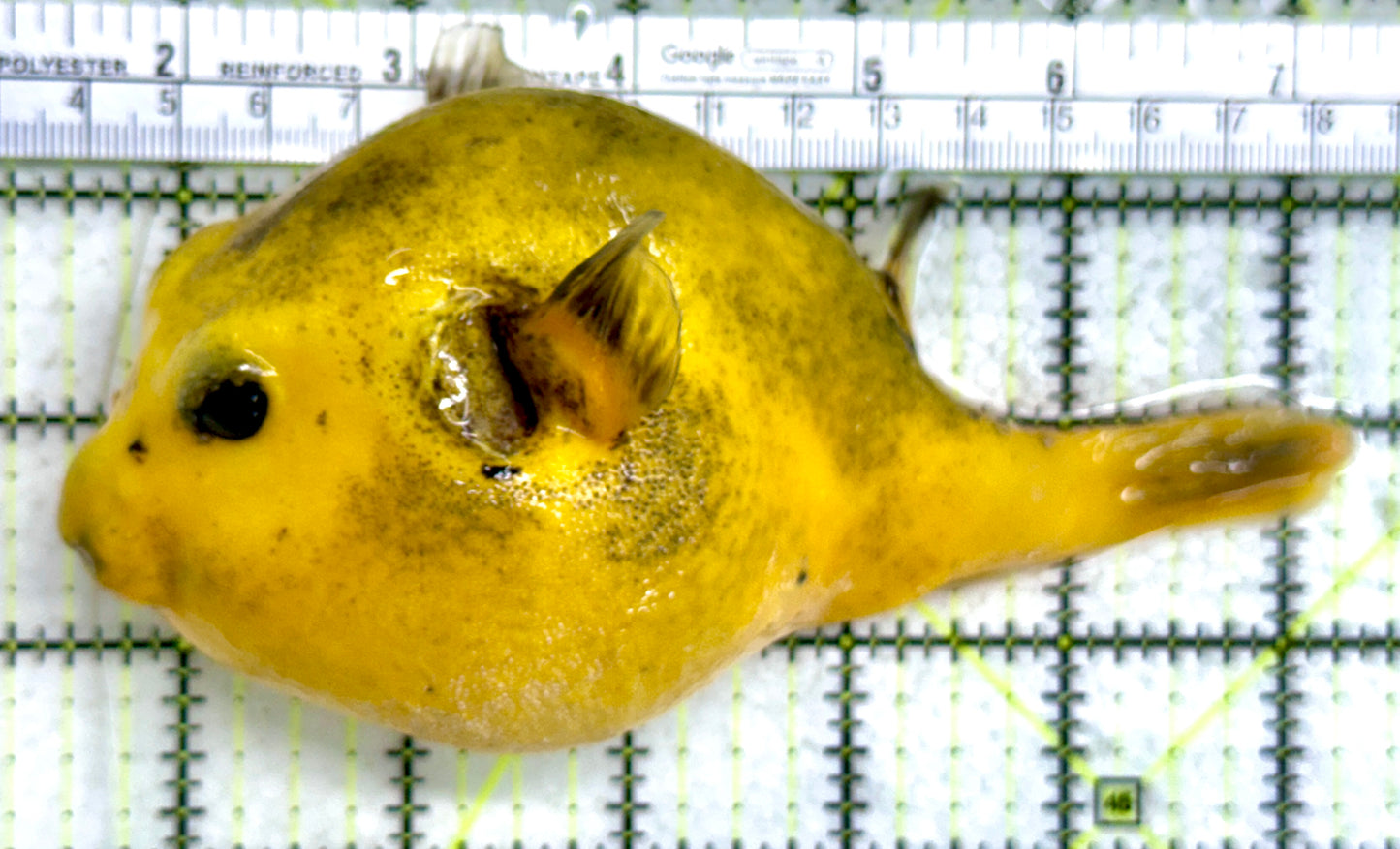 Golden Pufferfish Male GPM122101 WYSIWYG Size: L 6"