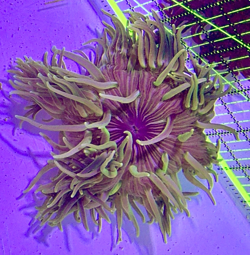Green Long Tentacle Anemone GLTA122702 WYSIWYG Size XL: 5" to 7"