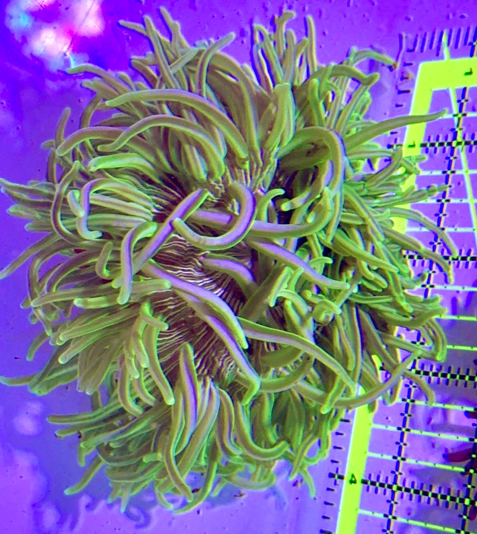 White Peppermint Long Tentacle Anemone WPLT122702 WYSIWYG Size : 4" to 6"