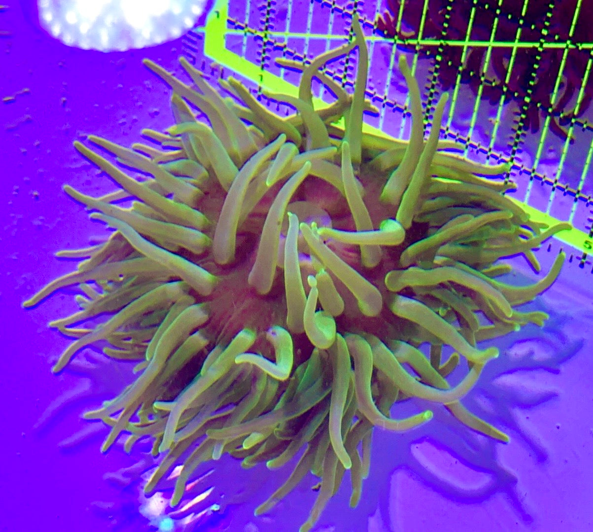 Long Tentacle Anemone LTA122701 WYSIWYG Size ML: 5" to 7 "