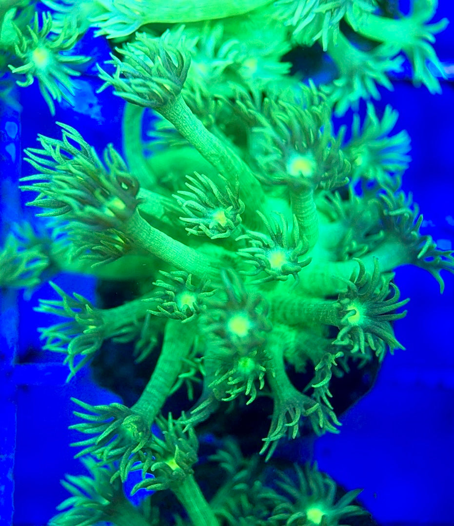 Neon Aussie Goniopora NAG041805 WYSIWYG