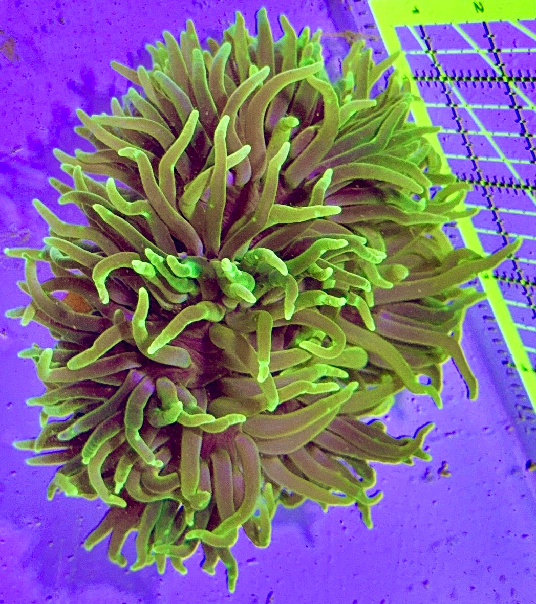 Long Tentacle Anemone LTA122702 WYSIWYG Size M: 3" to 5"