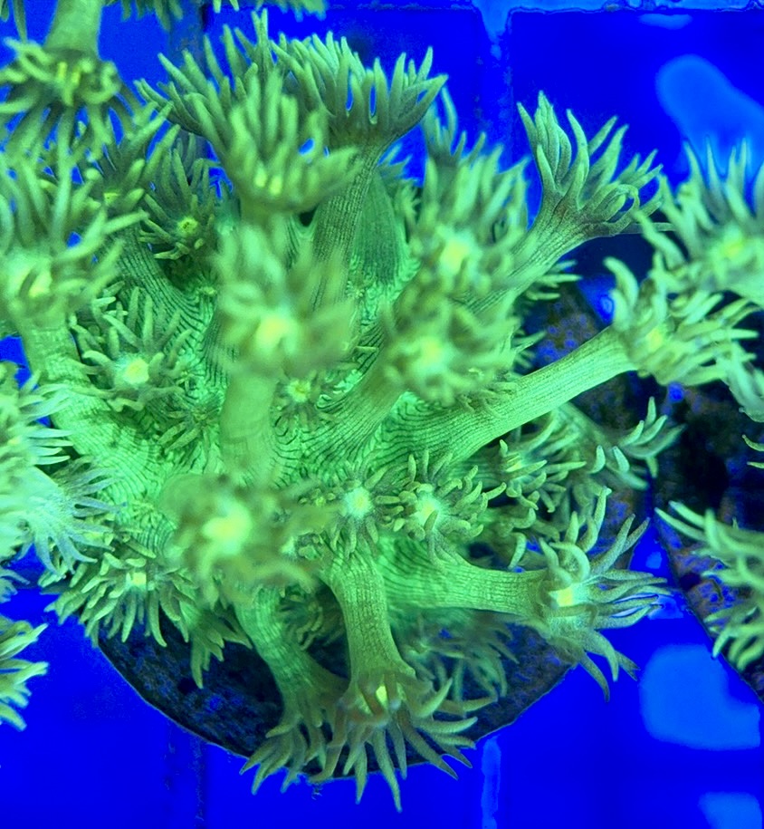Neon Aussie Goniopora NAG041806 WYSIWYG