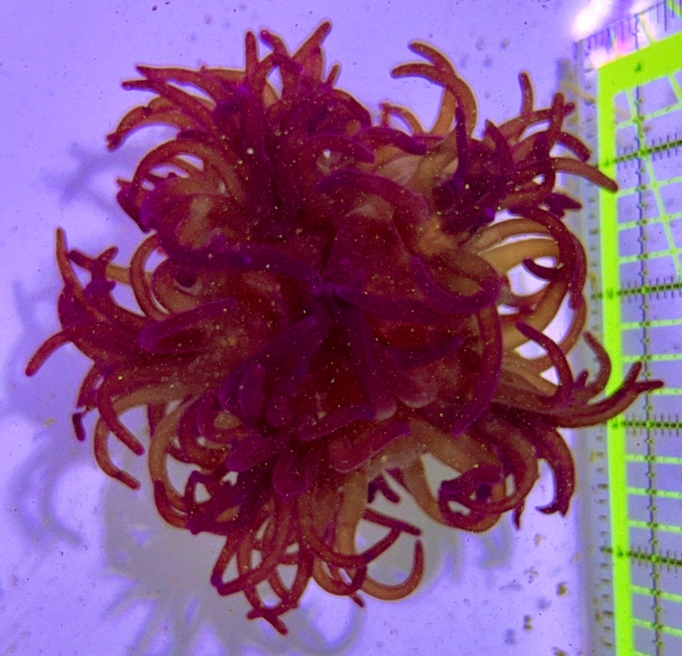 Purple Long Tentacle Anemone PLTA122702 WYSIWYG Size: L 5" to 6"