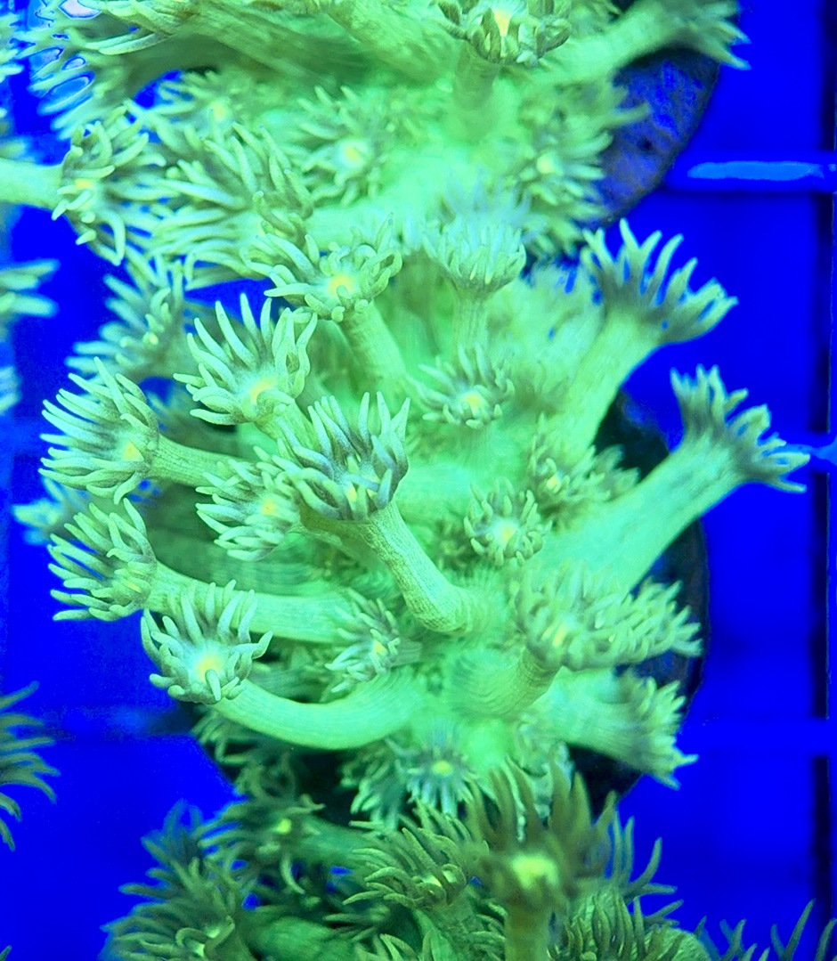 Neon Aussie Goniopora NAG041807 WYSIWYG