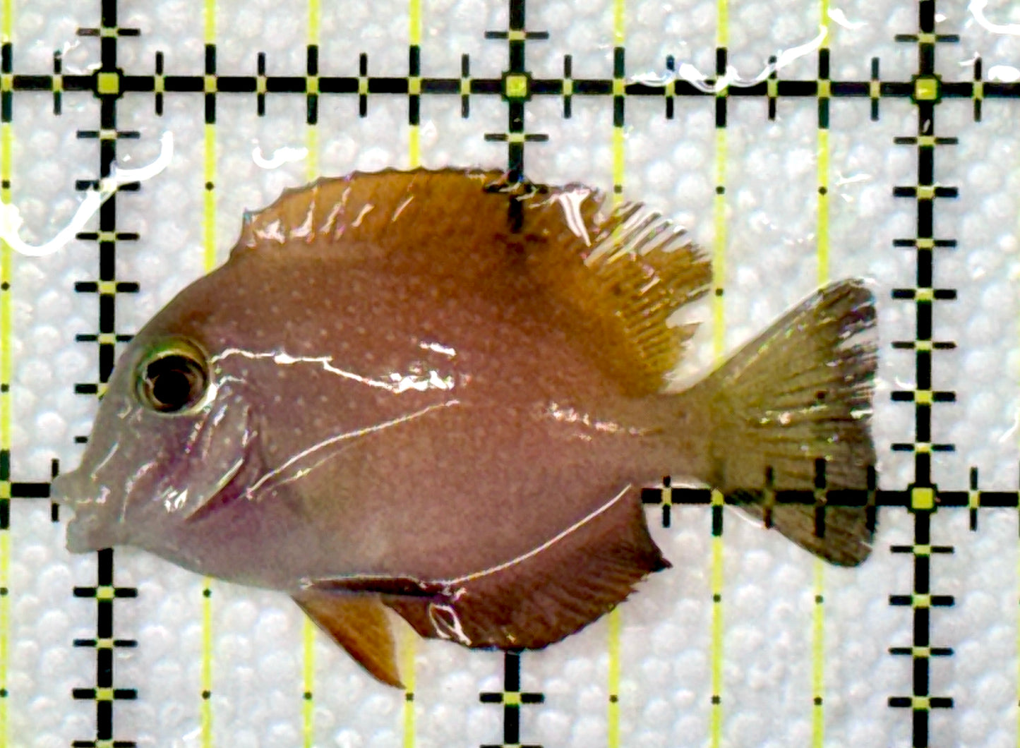 Yellow Eye Kole Tang (Spotted) YEKT120101 WYSIWYG Size: S 2"