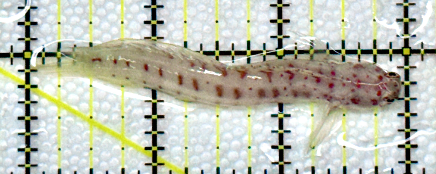 Orange Spotted Blenny (Maldives) OSB120202 WYSIWYG Size: 3"