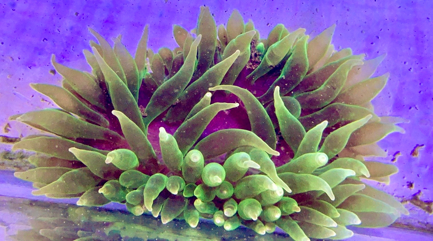 Green Bubble Tip Anemone Orange Base GBTO122701 WYSIWYG Size: XL 5" to 6"