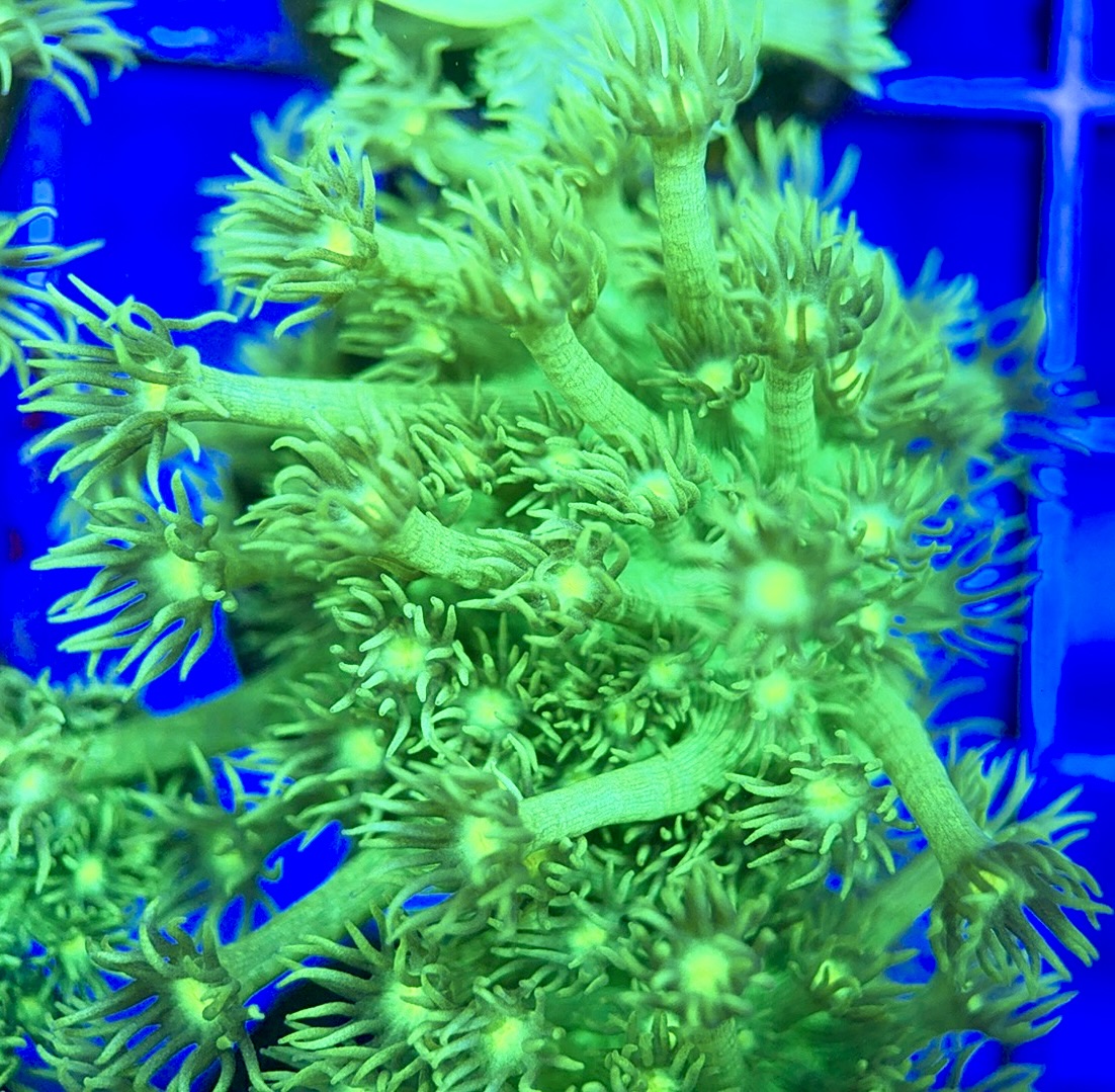 Neon Aussie Goniopora NAG041808 WYSIWYG