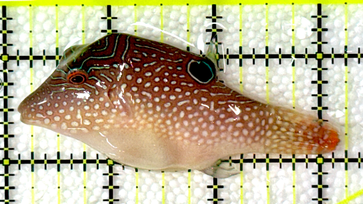 Blue Spot Toby Pufferfish BSTP120203 WYSIWYG Size: L 3"