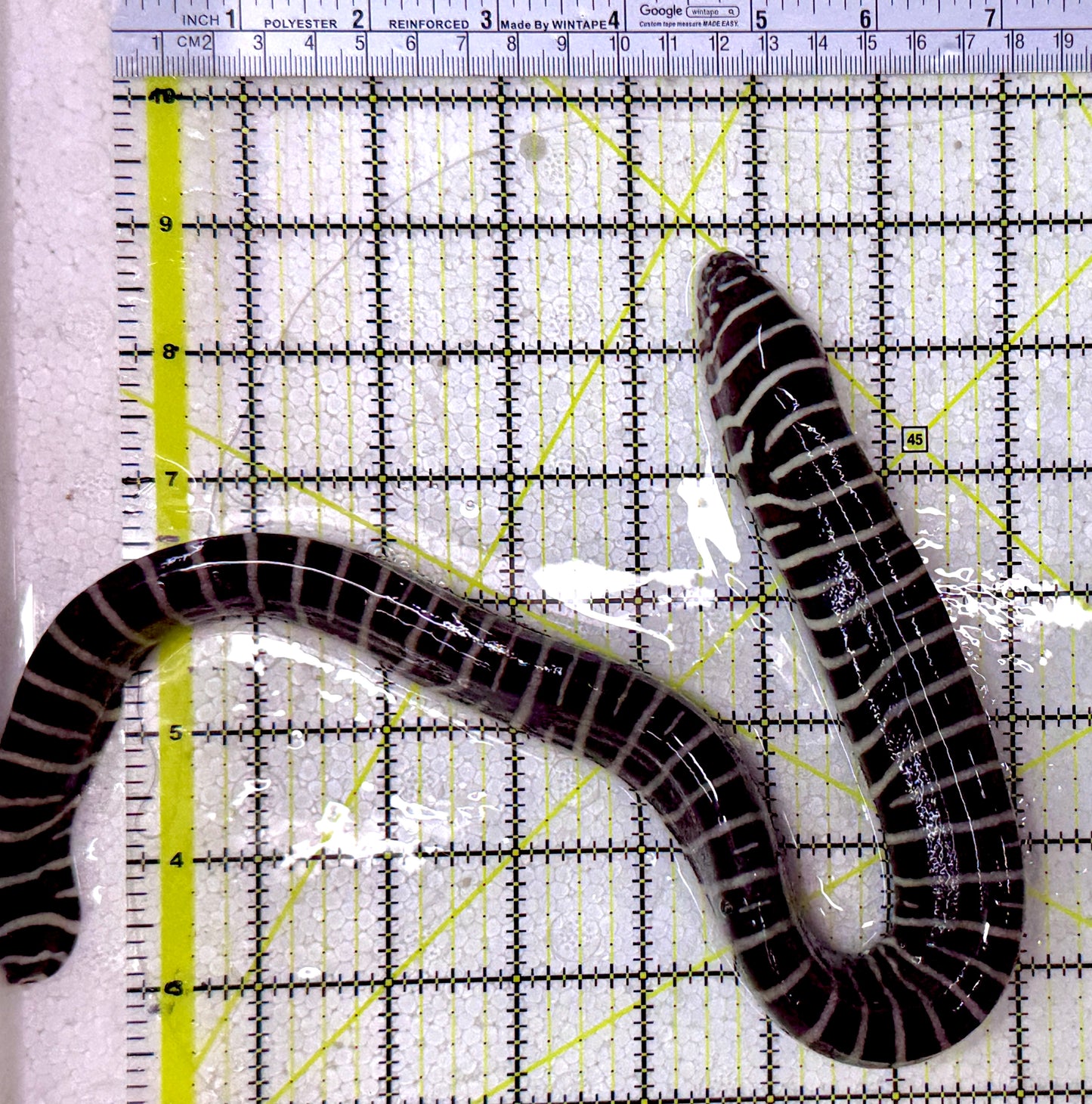 Zebra Moray Eel ZME122901 WYSIWYG Size: L 18" (Somewhat Thick in Diameter)