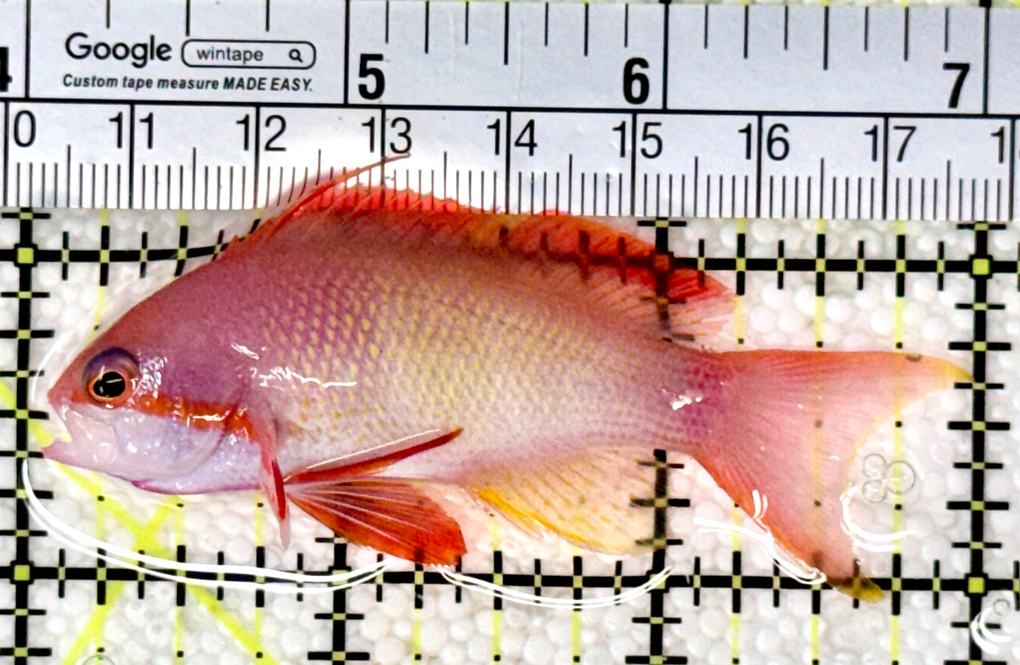 Male Lyretail Anthias (Maldives) MLA120103 WYSIWYG Size: M 3"