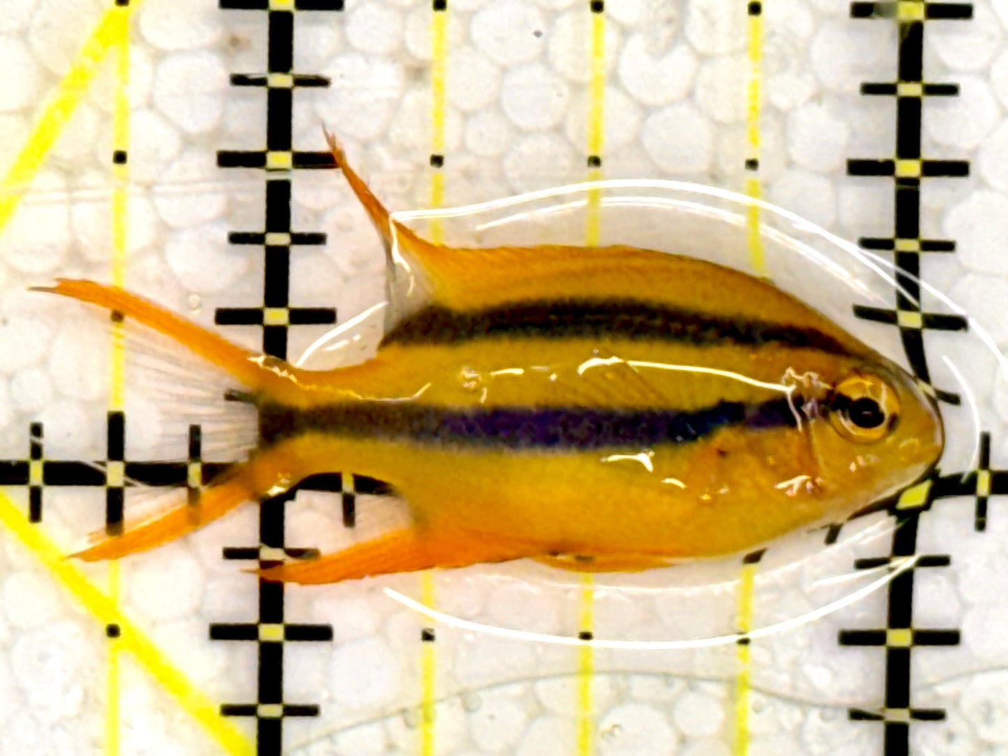 Black and Gold Chromis BGC043002 WYSIWYG Size: 1.25”