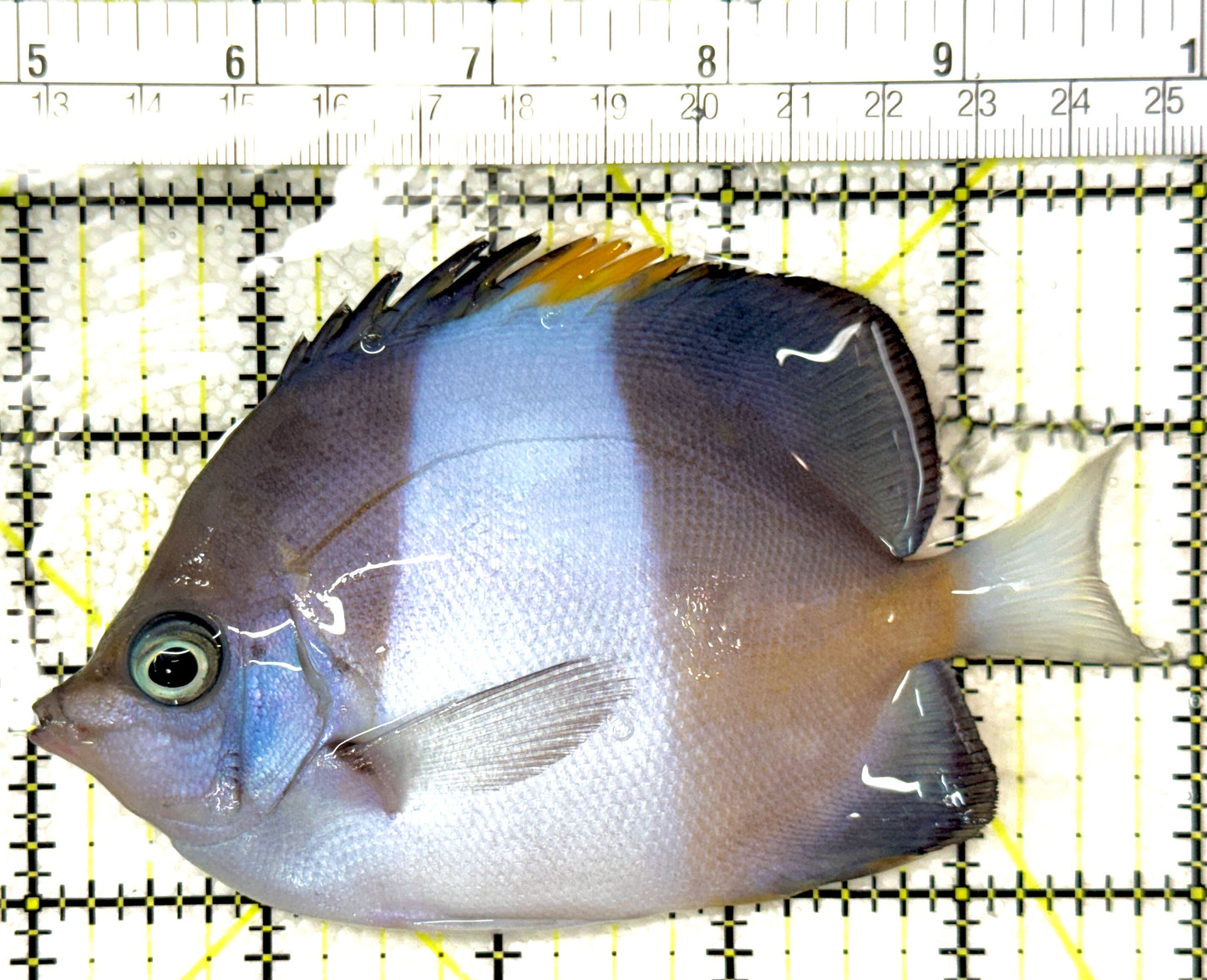 Black Zoster Butterflyfish BZB120203 WYSIWYG Size : L 4.75" approx