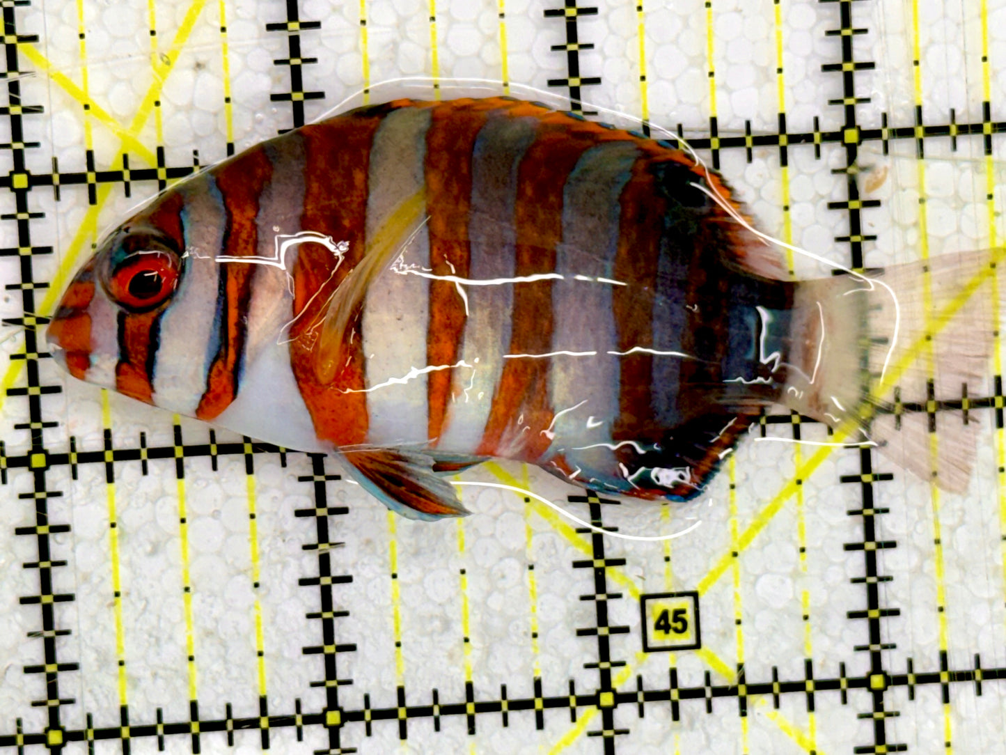 Harlequin Tuskfish HTF043002 WYSIWYG Size: 3.5”