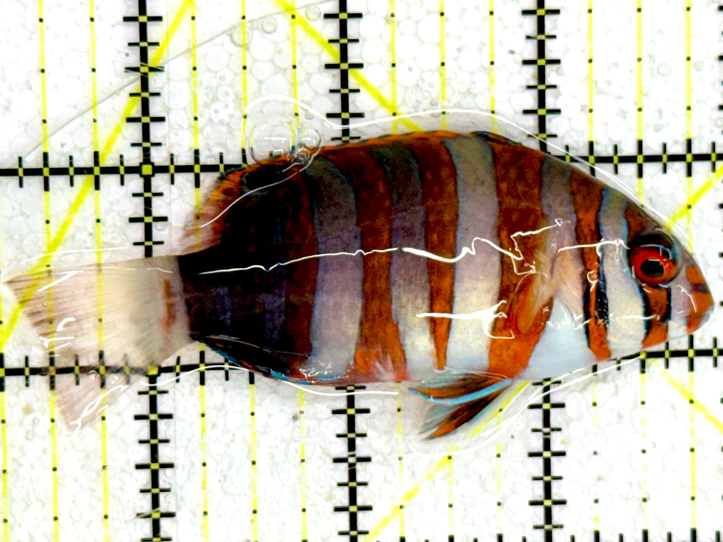 Harlequin Tuskfish HTF043002 WYSIWYG Size: 3.5”
