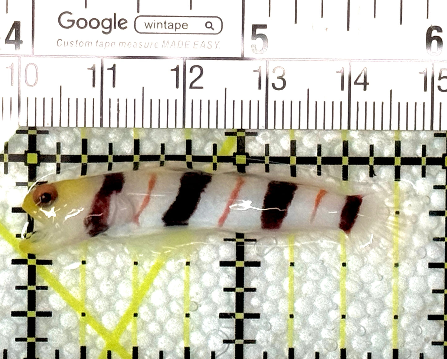 Dracula Goby (Female) DGF120201 WYSIWYG Size: M 2" approx