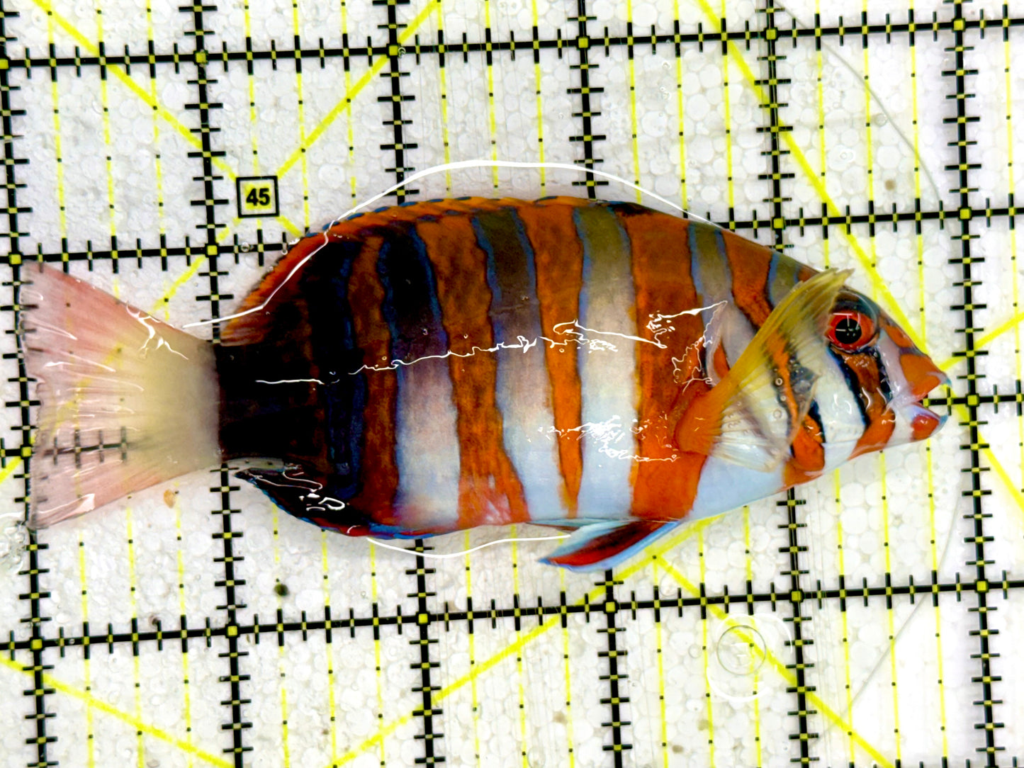 Harlequin Tuskfish HTF043003 WYSIWYG Size: 4.5”
