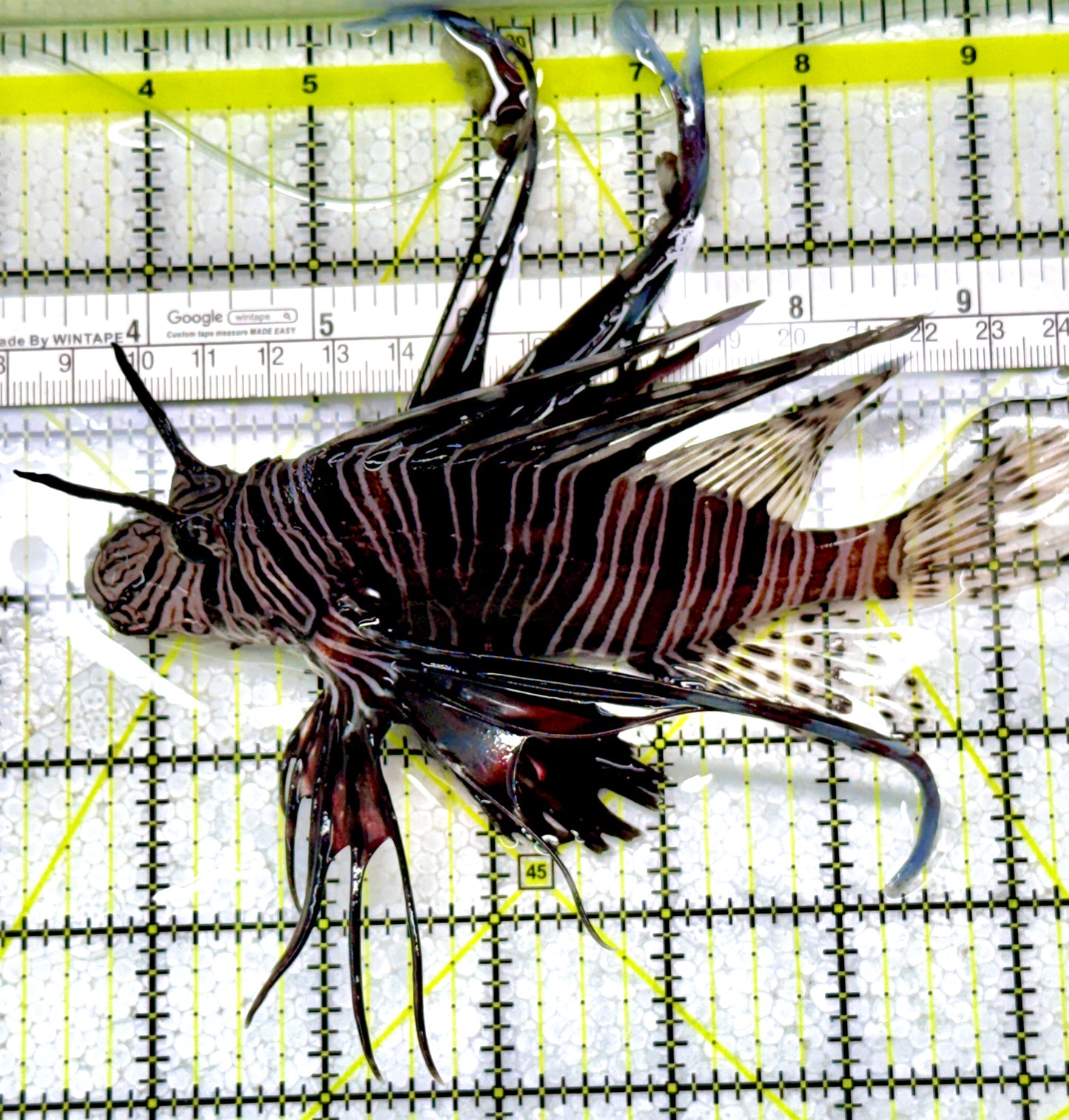 Black Volitan Lionfish BVL122902 WYSIWYG Size: XL 5.75"