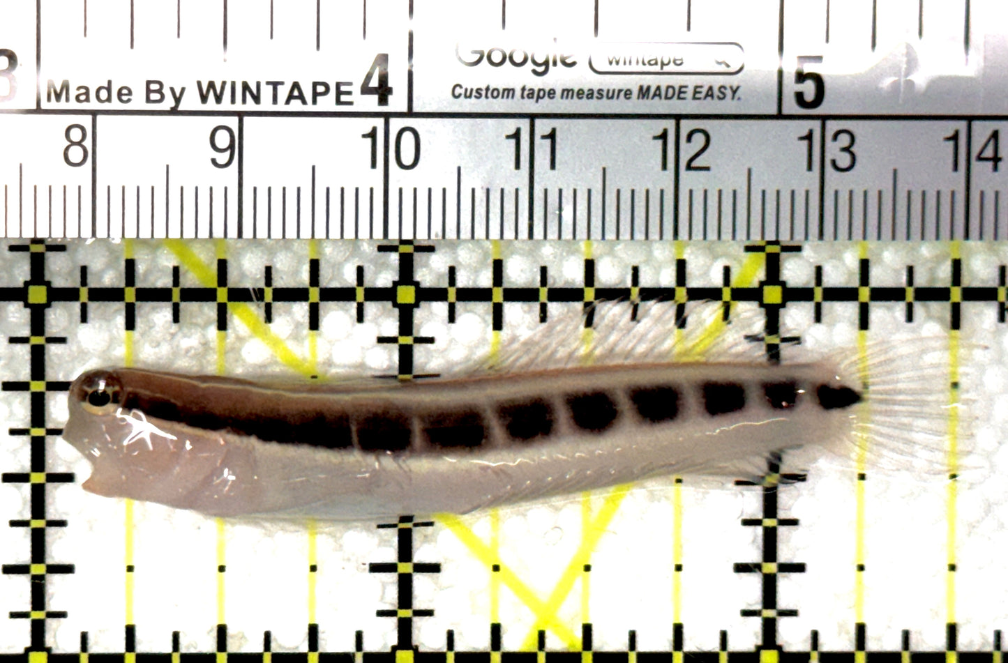 Linear Blenny LB120202 WYSIWYG Size: L 2.5" approx