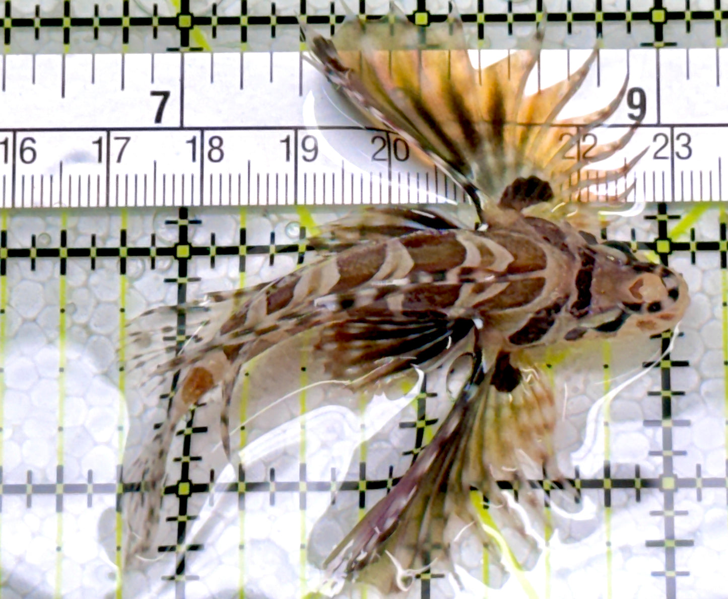 Dwarf Zebra Lionfish DZL122901 WYSIWYG Size: M 2.5"