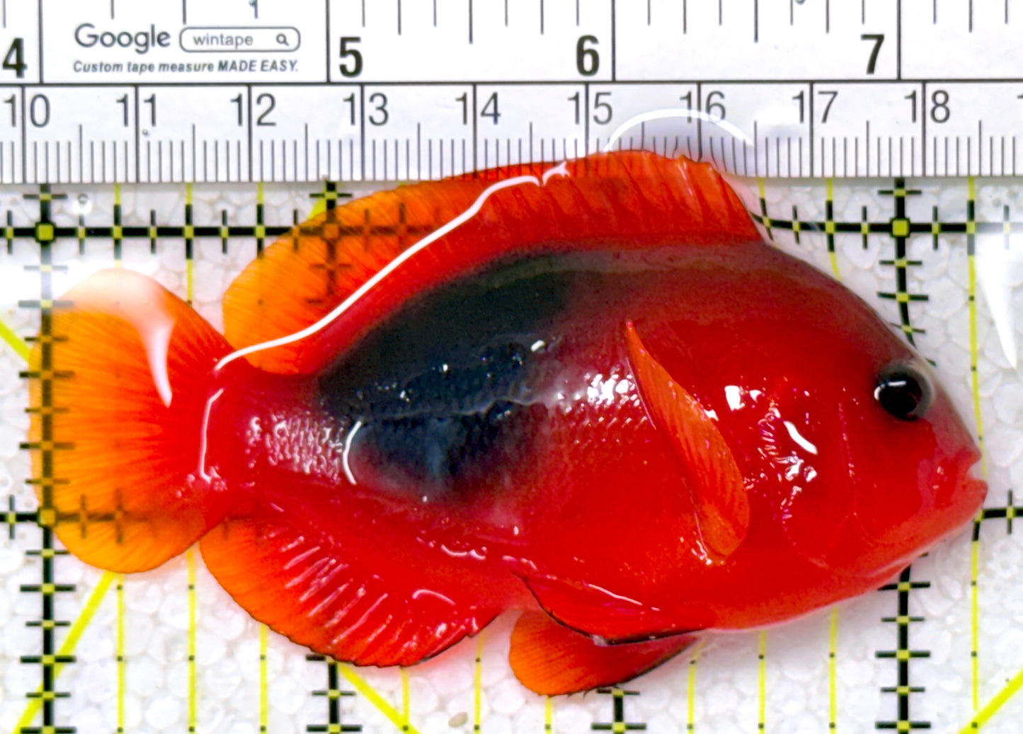 Red Fire Saddle Clownfish RFSC122901 WYSIWYG Size: XL 3.25"