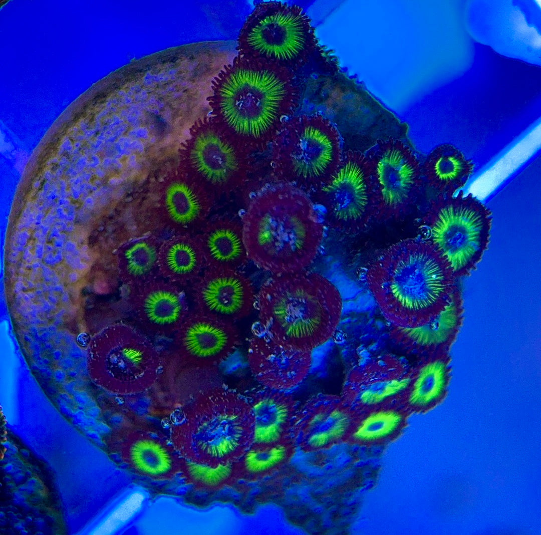 Aquacultured Zoanthids/Playthoa AZP050102 WYSIWYG