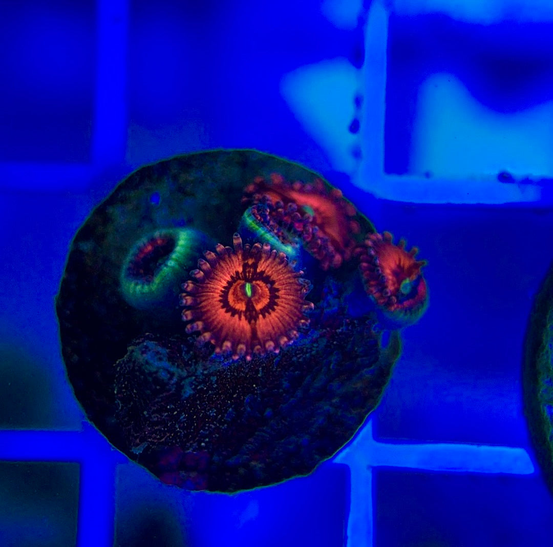 Aquacultured Zoanthids/Playthoa AZP050103 WYSIWYG