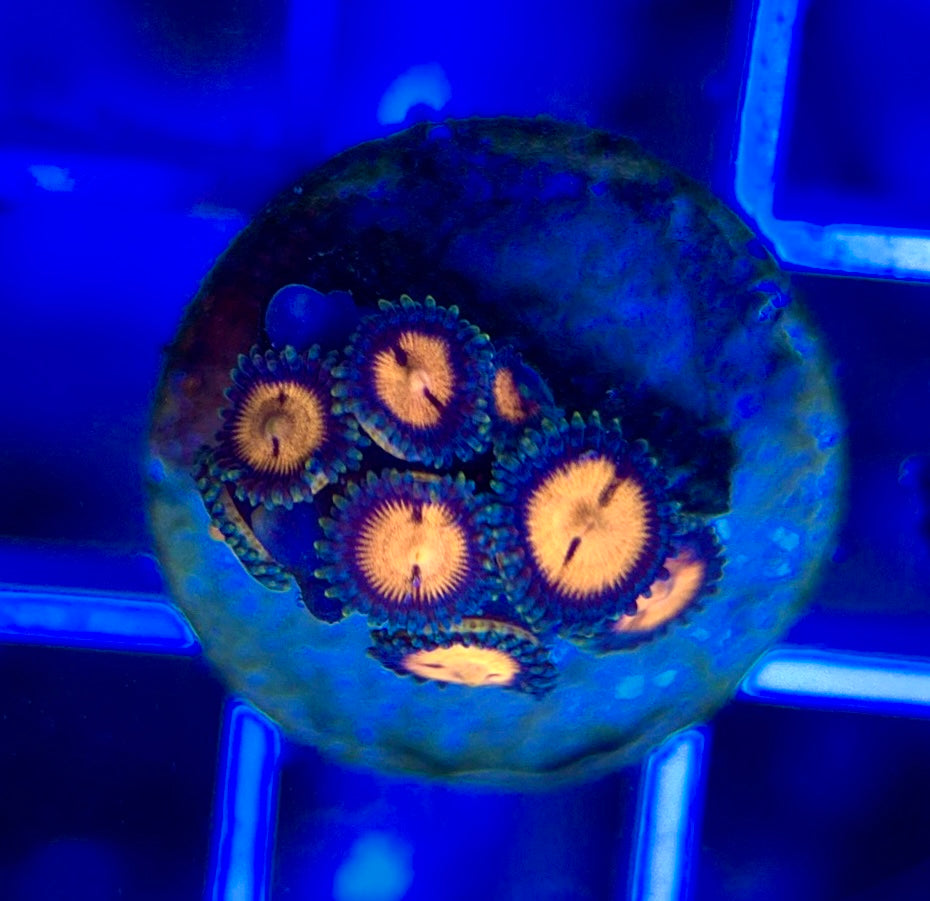 Aquacultured Zoanthids/Playthoa AZP050102 WYSIWYG