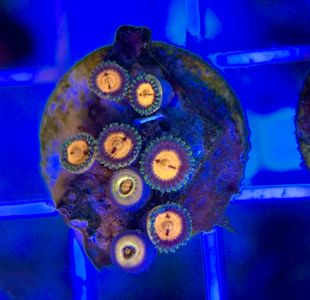 Aquacultured Zoanthids/Playthoa AZP050103 WYSIWYG