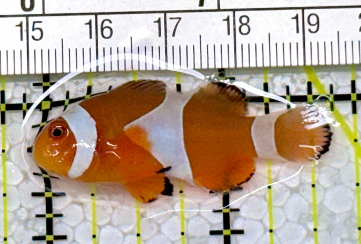 Ocellaris Clownfish OC122904 WYSIWYG Size: M 1.75"