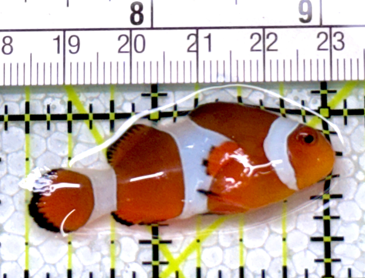 Ocellaris Clownfish OC122905 WYSIWYG Size: M 1.75"