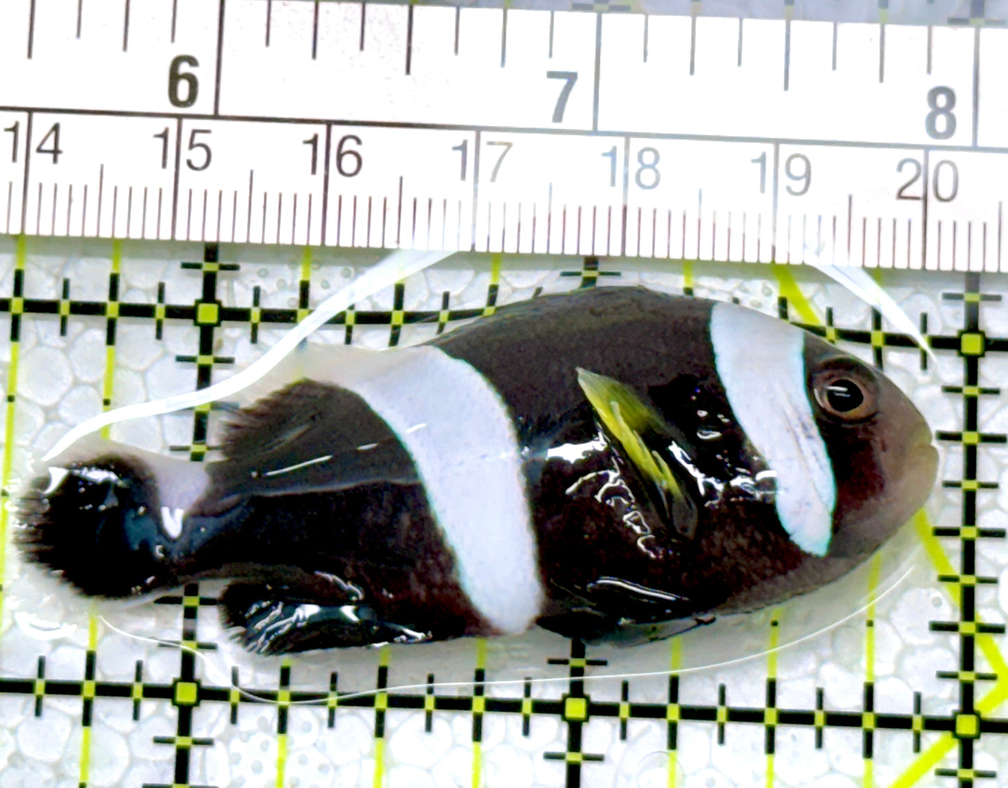 Sebae Clownfish SC122901 WYSIWYG Size: ML 2.5"