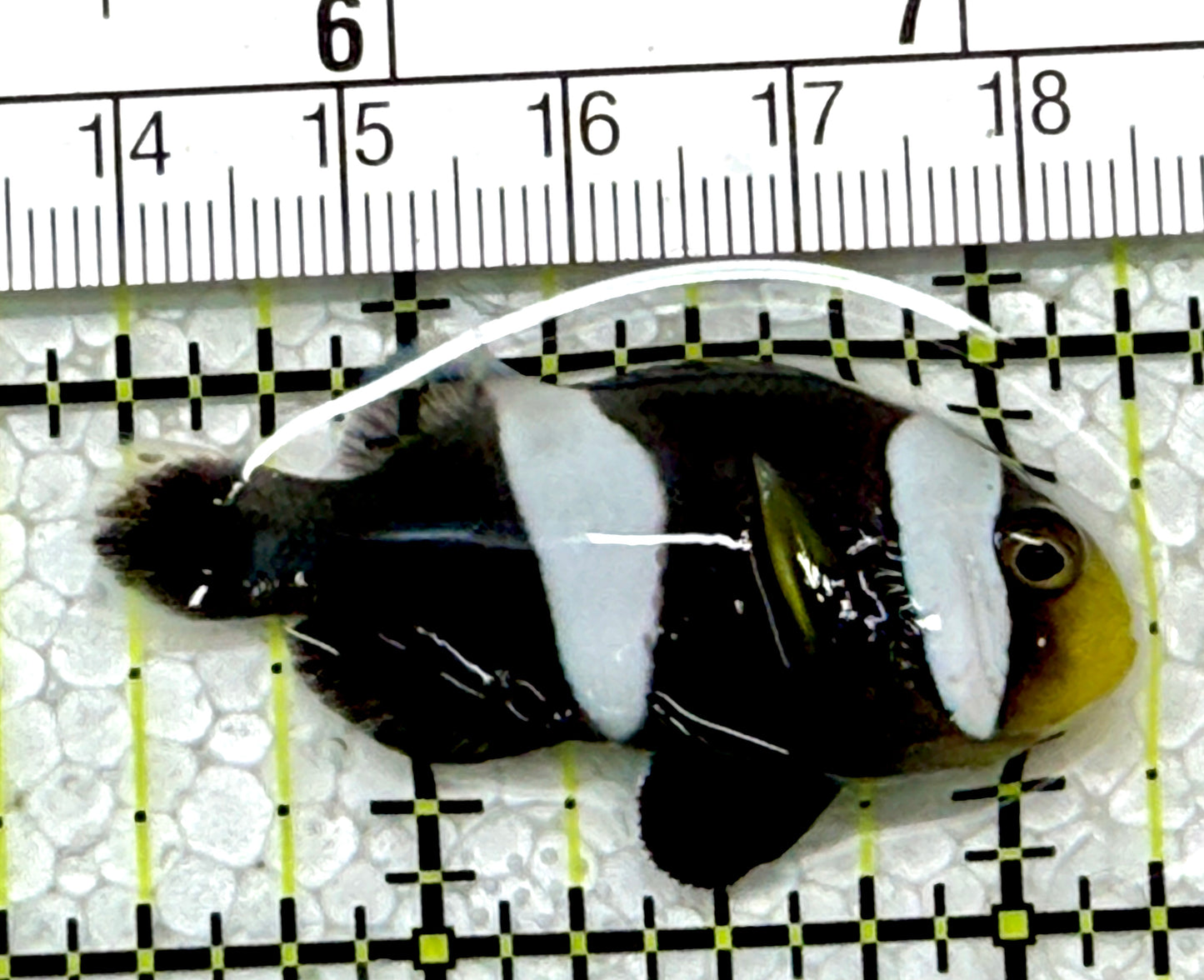 Sebae Clownfish SC122903 WYSIWYG Size: M 1.75"