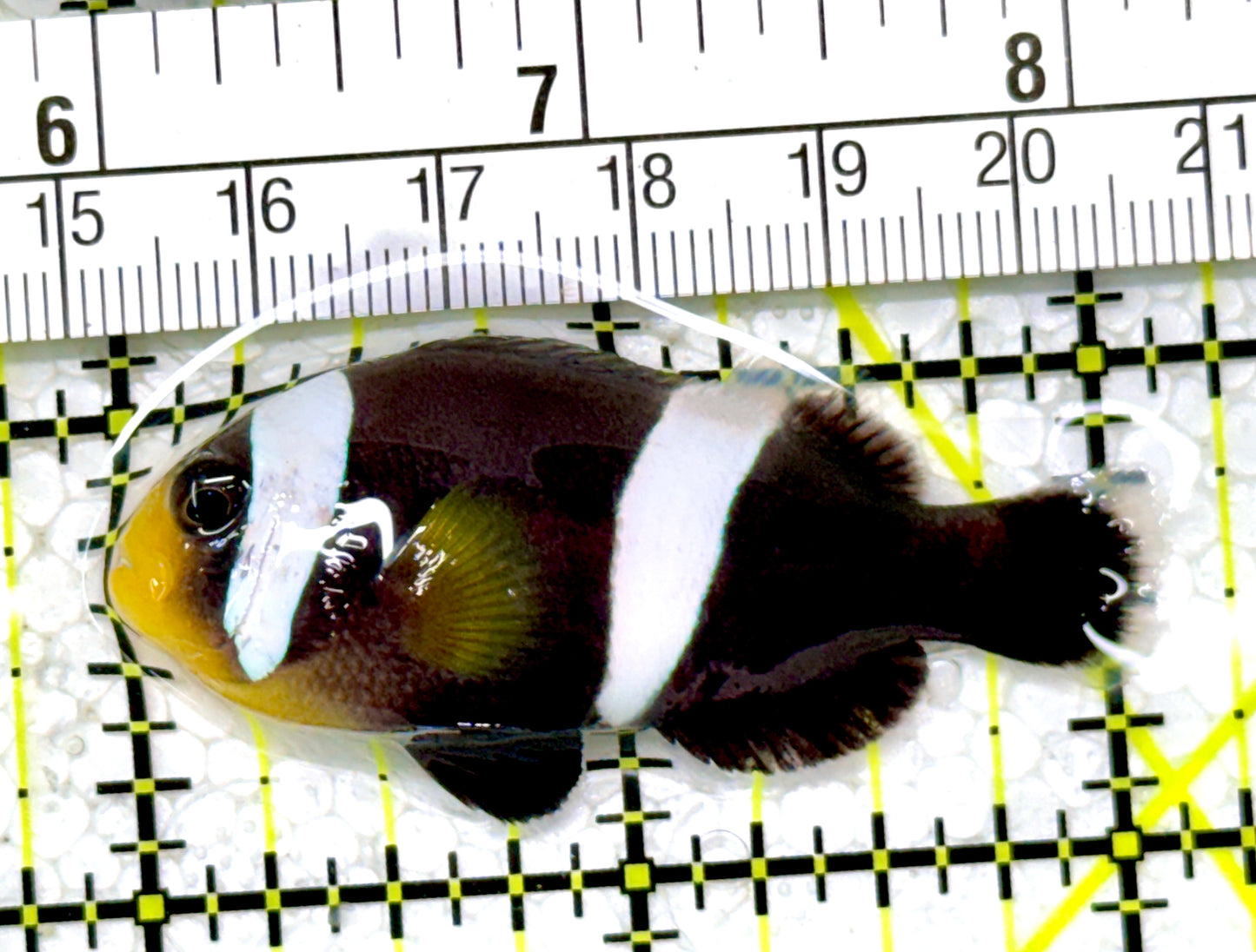 Sebae Clownfish SC122904 WYSIWYG Size: M 2"