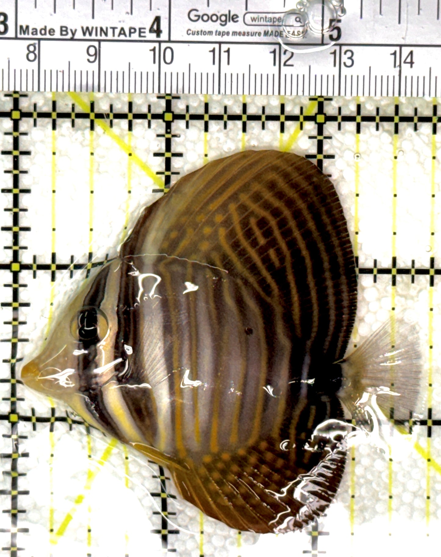 Desjardini Tang (Red Sea Sailfin Tang) DT120201 WYSIWYG Size: S 2.75" approx