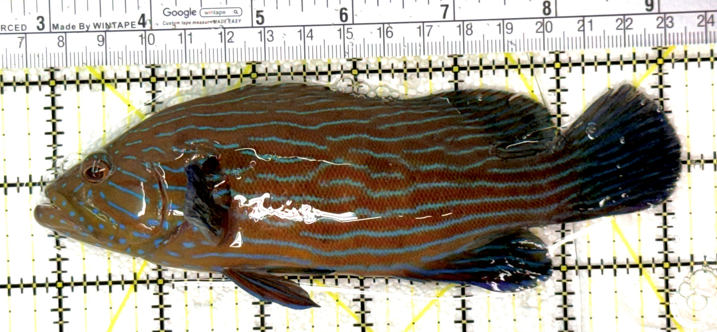 Blueline Grouper BG120202 WYSIWYG Size: XXL / SHOW 6.5" approx